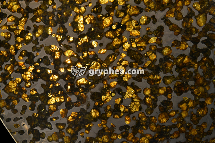 Météorite - Pallasite - coupe transversale - surface polie (Kansas, USA) - gryphea.org